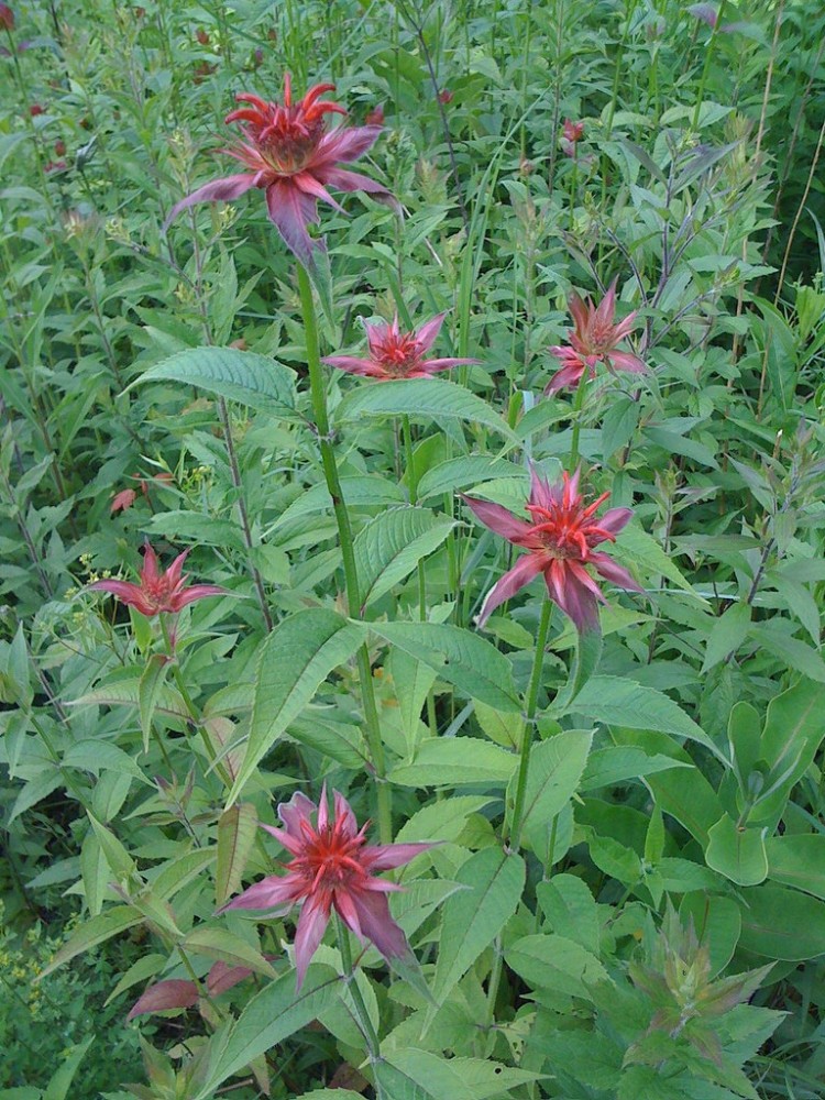 beebalm2